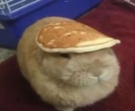 Supernugget club