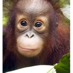ORANGUTAN ARMY124