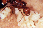 All Ants United :D