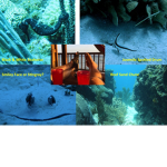 ROBUX!!!!!!!!1