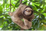The Sloth-y group :3
