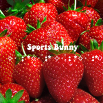 sports bunny