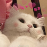 ~Lia_qt Group~