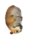 Cool Hampster