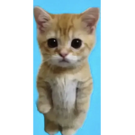Cool_cat.0 on t.t