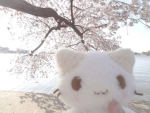 Blossom Petalss