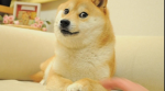 XD doge