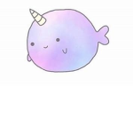 Narwhal - Studio