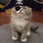 Bad kittyz