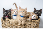 The PAW-some Kittens