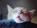 The CAT COMMUNITY! For the cats!/fans