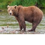 bears united :D