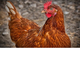 chickenfartsblox