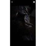 I like cats cats cats cats cats cats cats cats