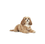 PUP CULB