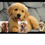 Puppy wonder land /clothing store!