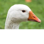 Gęsi Gesiego