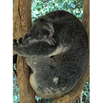 Amazing and adorable animals