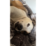 Max the dog.