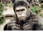 chimp warriors