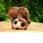 Ellies baby elephants