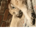 Dogs United for ever