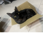 惡貓
