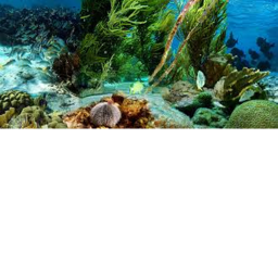 Underwater Adventure - Fish RPG