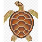Turtles are cool!!!
