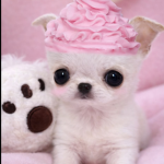 panda bun:3