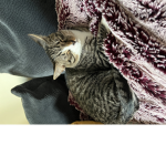 Kitten’s Rule