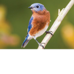 BlueBirds Games