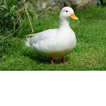 Ördekler._.Grubu