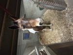 Horses are the best ever