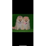 fdvcgdxw