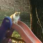 dssolved