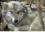 THE WOLF PACK BOI