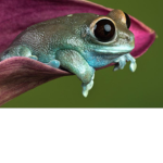 FROG chill
