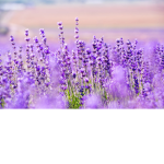 Lavender Breeze Group! Flow in the wind