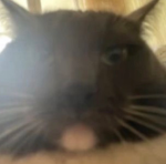 SillyCat UGC
