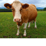 cow fan club 2