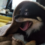 The Doge Kingdom ;]