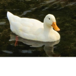 Awesome Duck Fan Club!