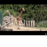 Gamers Giraffe