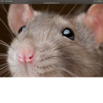 Rats gang2000