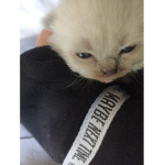 Die Lola Katzen