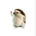 Hedgehog Comunity