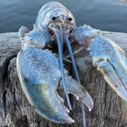 Blue lobster (Meme) Roblox decal
