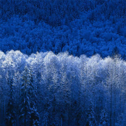 Winter Background Roblox decal