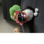 PeachySophia